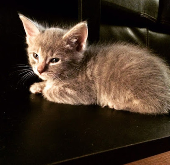 Meet your Posher, Guilda - Picture 1 of 1